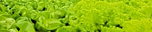 hydroponics lettuce