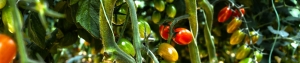 greenhouse speciality tomatoes